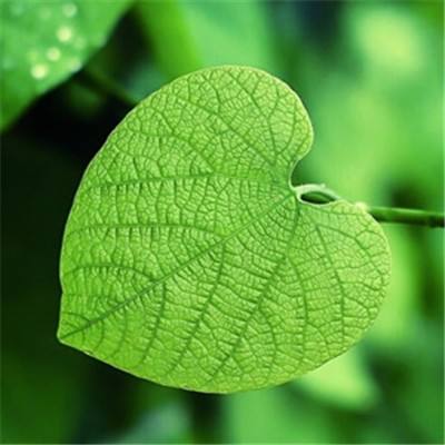 烈火荣耀私服版下载